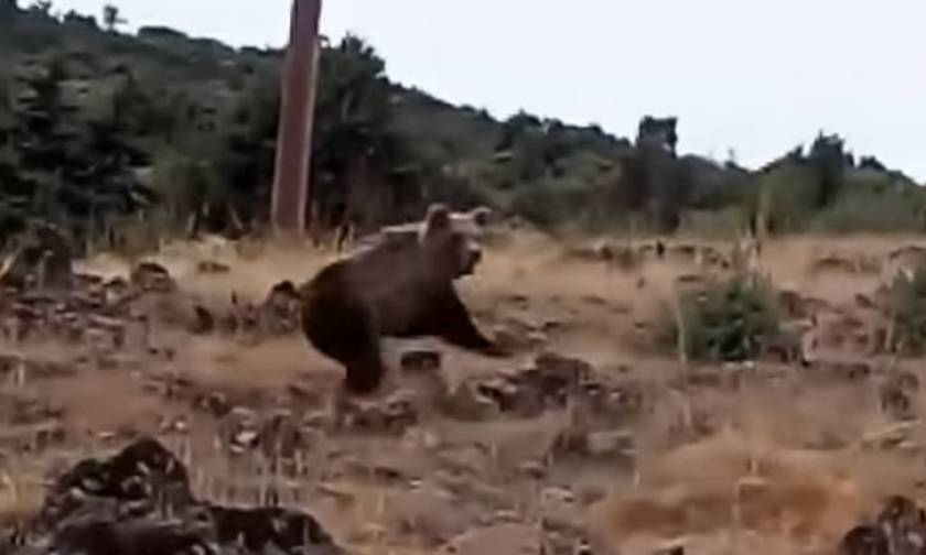 Τρόμος στην Καστοριά: «Είδα τις αρκούδες να έρχονται κατά πάνω μου» - video