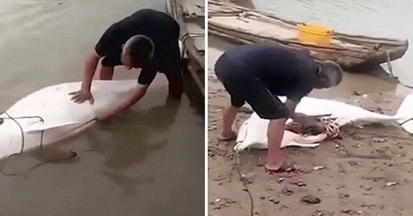 Φρίκη! Ασυνείδητος ψαράς σκοτώνει σπάνιο λευκό δελφίνι (ΣΚΛΗΡΕΣ ΕΙΚΟΝΕΣ)