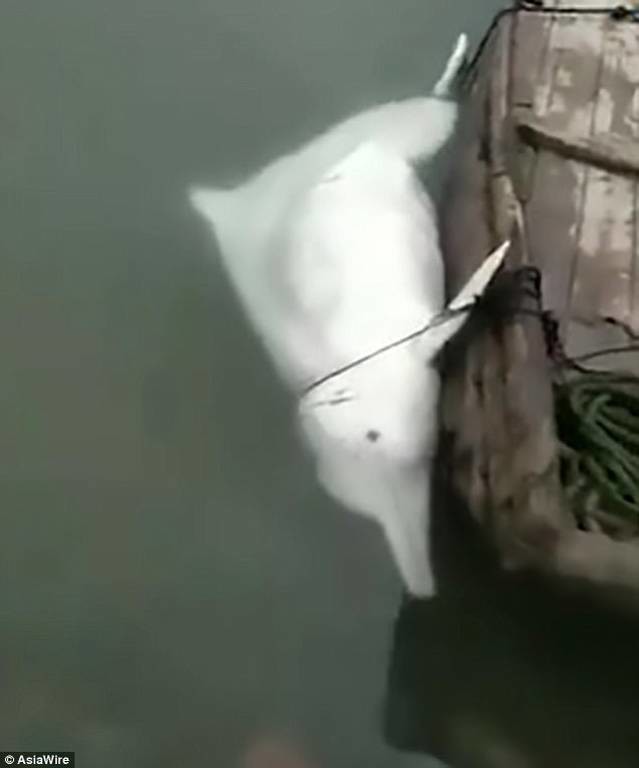 Φρίκη! Ασυνείδητος ψαράς σκοτώνει σπάνιο λευκό δελφίνι (ΣΚΛΗΡΕΣ ΕΙΚΟΝΕΣ)