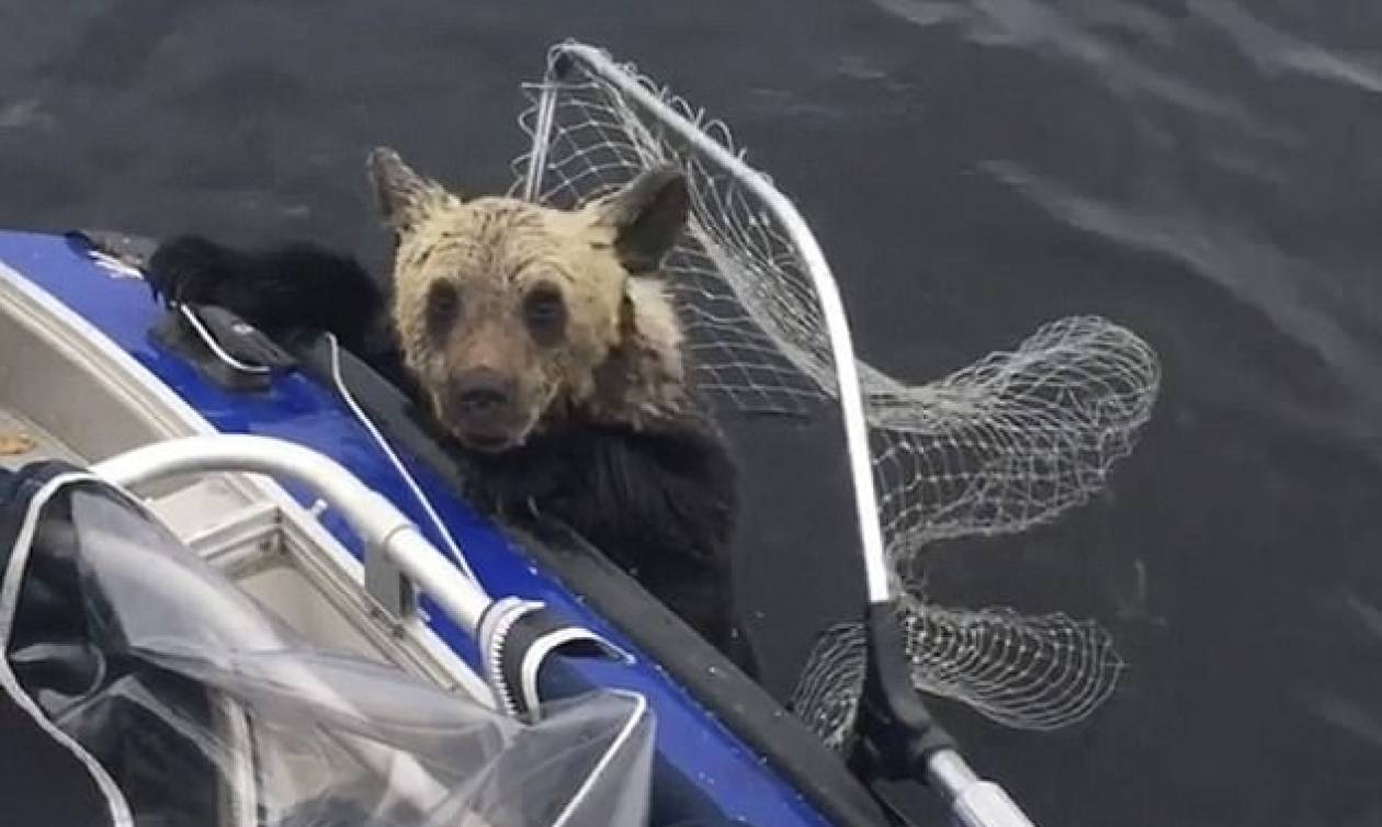 Εντυπωσιακό: Ψαράδες έσωσαν δύο αρκουδάκια από βέβαιο πνιγμό! (vid)
