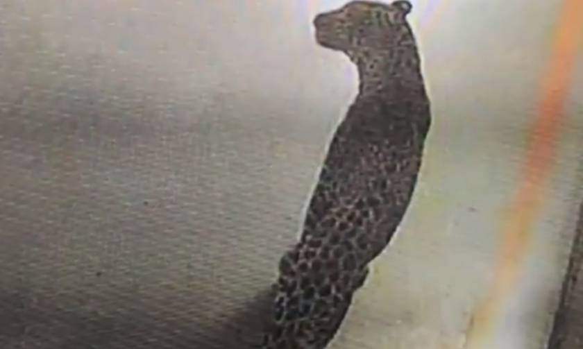 Πεινασμένη λεοπάρδαλη έσπειρε τον πανικό σε εργοστάσιο αυτοκινήτων (vid)