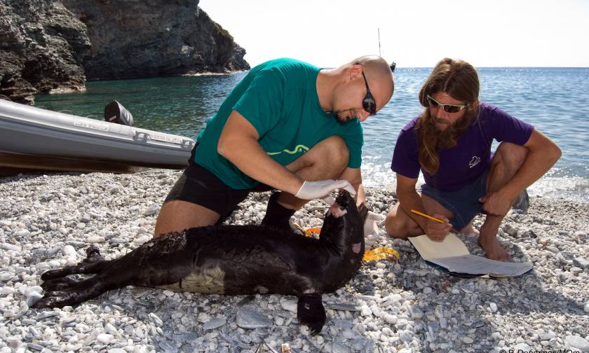 MOm biologist to receive 'Conservation Merit' award for work to protect Mediterranean seal