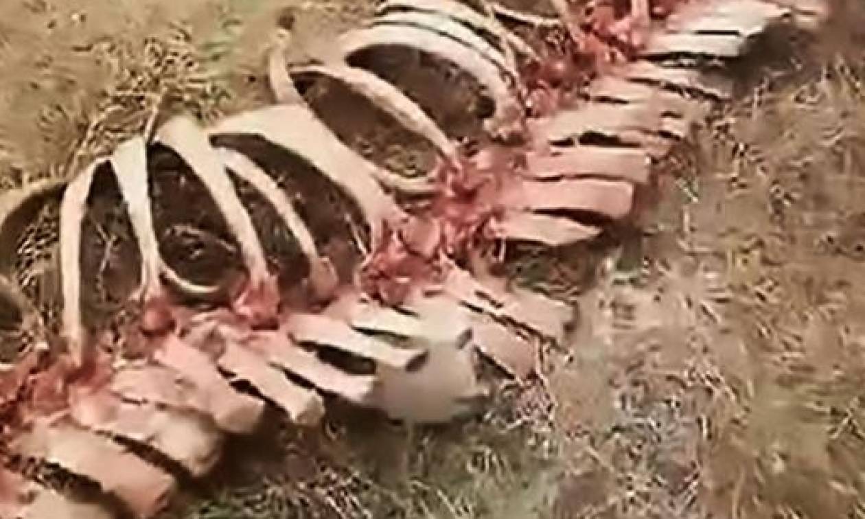 Τρόμος σε χωριό της Κίνας: Βρήκαν σκελετό δράκου (video)
