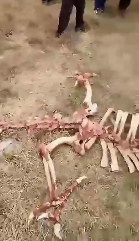 Τρόμος σε χωριό της Κίνας: Βρήκαν σκελετό δράκου (video)