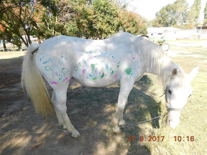Σάλος με παιδικό σταθμό στη Θεσσαλονίκη: Έβαλαν παιδιά να ζωγραφίσουν πάνω σε άλογα! (pics)