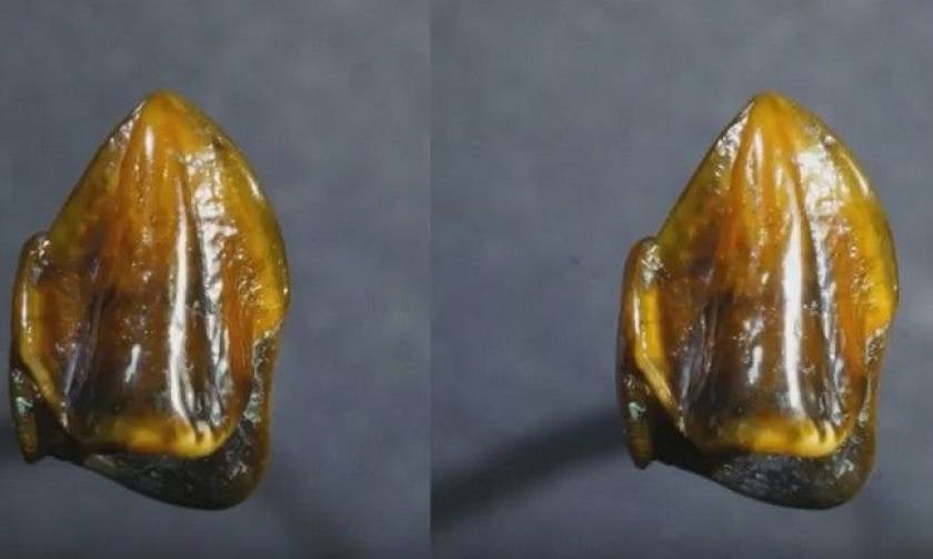 Βρέθηκαν δόντια 9,7 εκατ. ετών - Η συγκλονιστική ανακάλυψη που θα ξαναγράψει την ανθρώπινη ιστορία