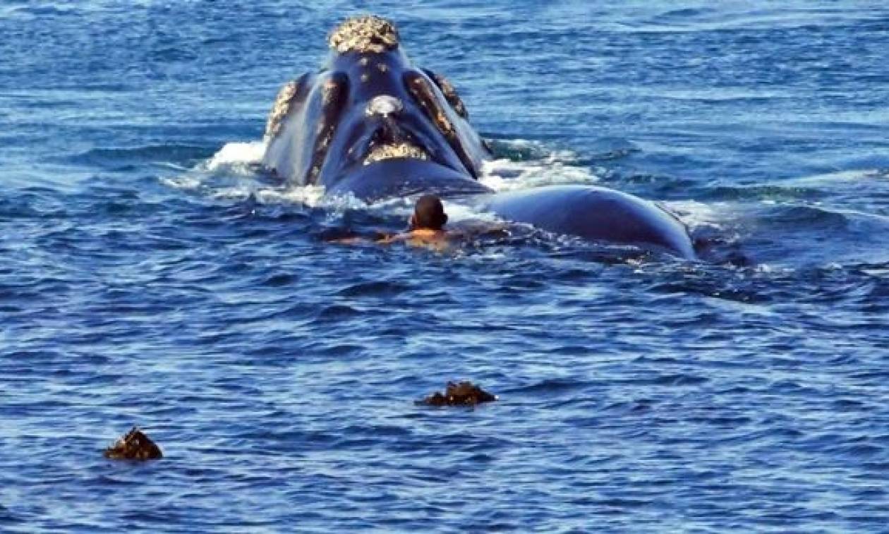 Εντυπωσιακό: Τεράστιες φάλαινες «χορεύουν» γύρω από κολυμβητή! (pics+vid)