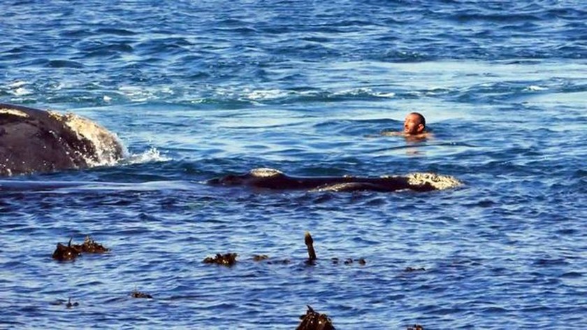 Εντυπωσιακό: Τεράστιες φάλαινες «χορεύουν» γύρω από κολυμβητή! (pics+vid)