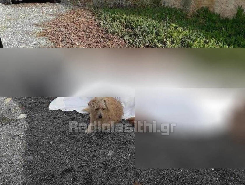 Λασίθι: Συγκινεί ο σκύλος που έμεινε δίπλα στο νεκρό αφεντικό του (pic)