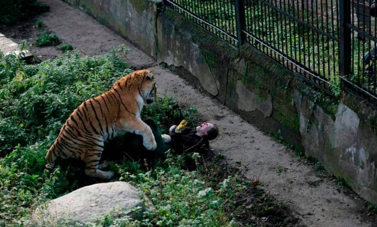 Σοκ: Τίγρη κατασπαράζει υπάλληλο ζωολογικού κήπου (Σκληρές εικόνες)
