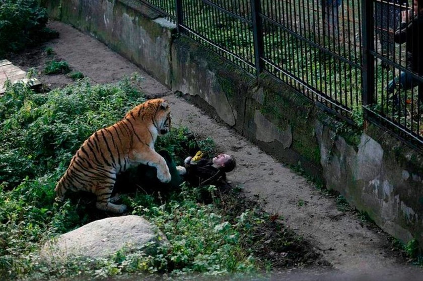 Σοκ: Τίγρη κατασπαράζει υπάλληλο ζωολογικού κήπου (Σκληρές εικόνες)  