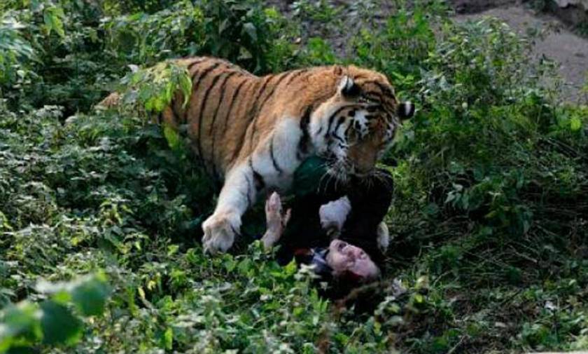 Μαρτυρία - σοκ: «Η τίγρη σχεδόν ξερίζωσε το κεφάλι της υπαλλήλου του ζωολογικού κήπου»