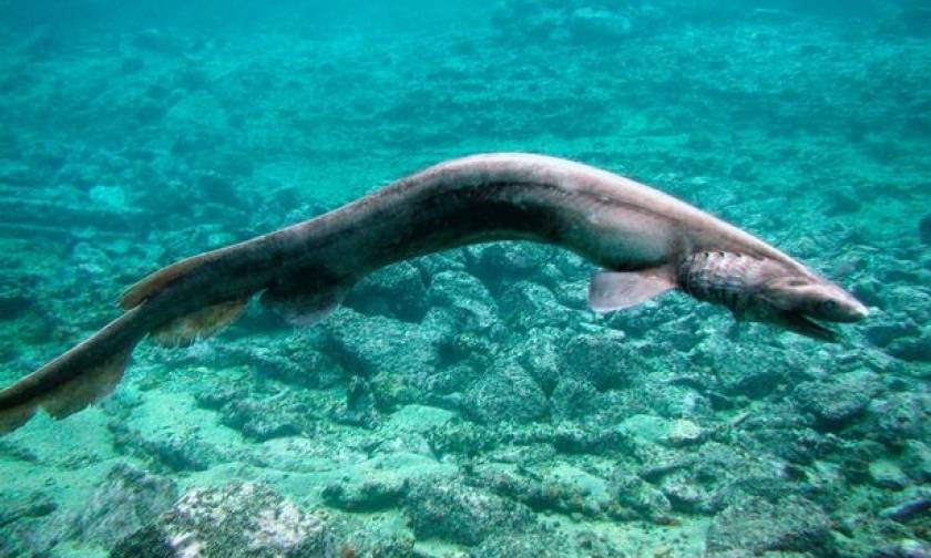 Απίστευτο: Βρέθηκε καρχαρίας που εξαφανίστηκε πριν από 80 εκατ. χρόνια! (pics)
