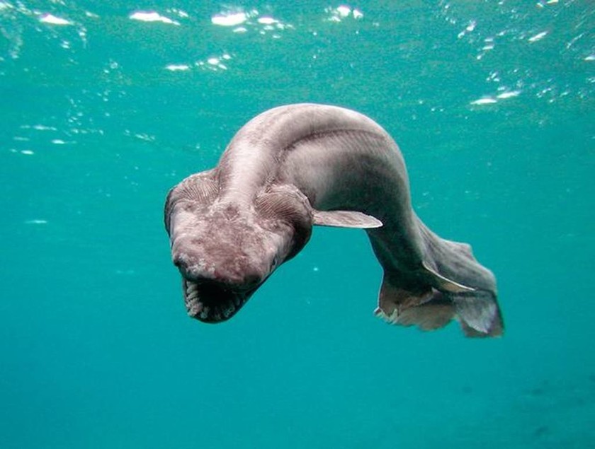 Απίστευτο: Βρέθηκε καρχαρίας που εξαφανίστηκε πριν από 80 εκατ. χρόνια! (pics)