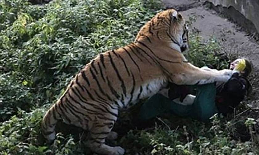 Συγκλονίζει η υπάλληλος του ζωολογικού κήπου που της επιτέθηκε τίγρης