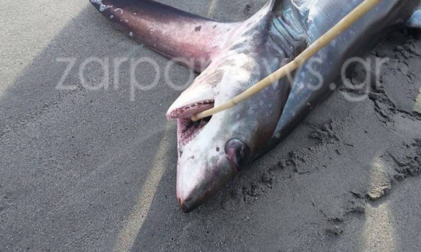 Καρχαρίας τριών μέτρων στην Ελλάδα - Δείτε σε ποια περιοχή εντοπίστηκε! (pics)