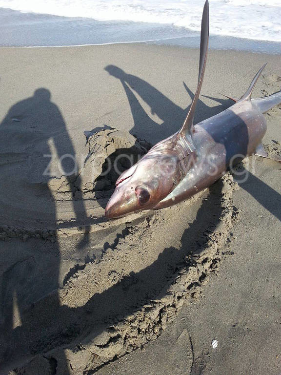Καρχαρίας τριών μέτρων στην Ελλάδα - Δείτε σε ποια περιοχή εντοπίστηκε! (pics)