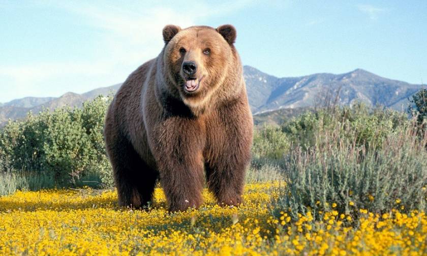 Απορρίφθηκε το αίτημα αποζημίωσης για το θάνατο γυναίκας από καφέ αρκούδα