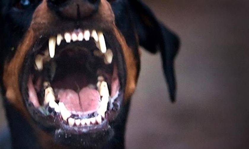 Τρόμος στην Ξάνθη: Σοβαρός τραυματισμός ηλικιωμένης από επίθεση σκύλων