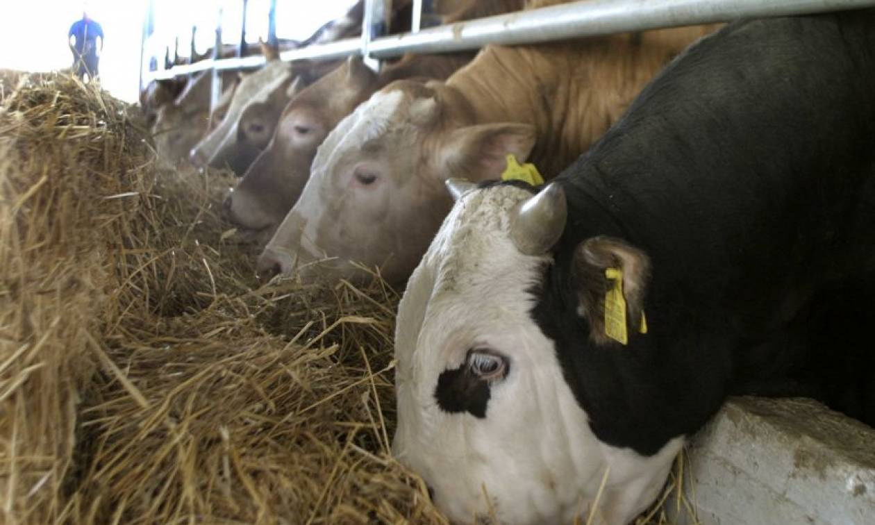 Συναγερμός στην Ισπανία: Εντοπίστηκε κρούσμα της νόσου των «τρελών αγελάδων»
