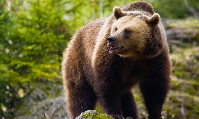Αρκούδα εντοπίστηκε νεκρή από αστυνομικούς Εθνική Οδό Ιωαννίνων Κοζάνης