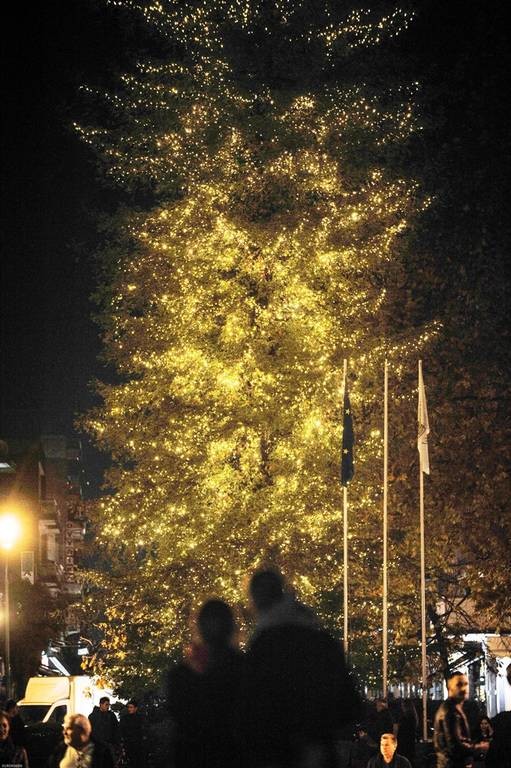 Χριστούγεννα 2017: Φωταγωγήθηκε το ψηλότερο φυσικό δέντρο της Ελλάδας - Εντυπωσιακές εικόνες