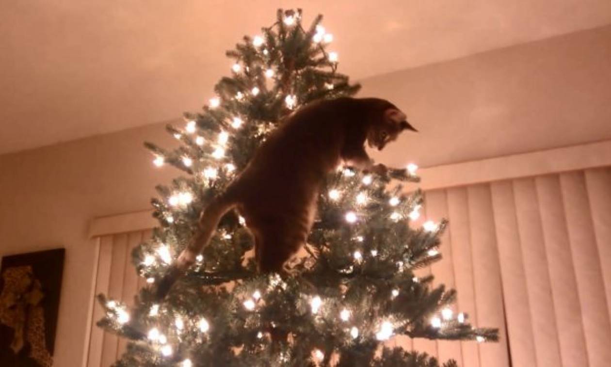 Ολική καταστροφή: Όταν οι γάτες βρέθηκαν αντιμέτωπες με τα χριστουγεννιάτικα δέντρα (Vids)