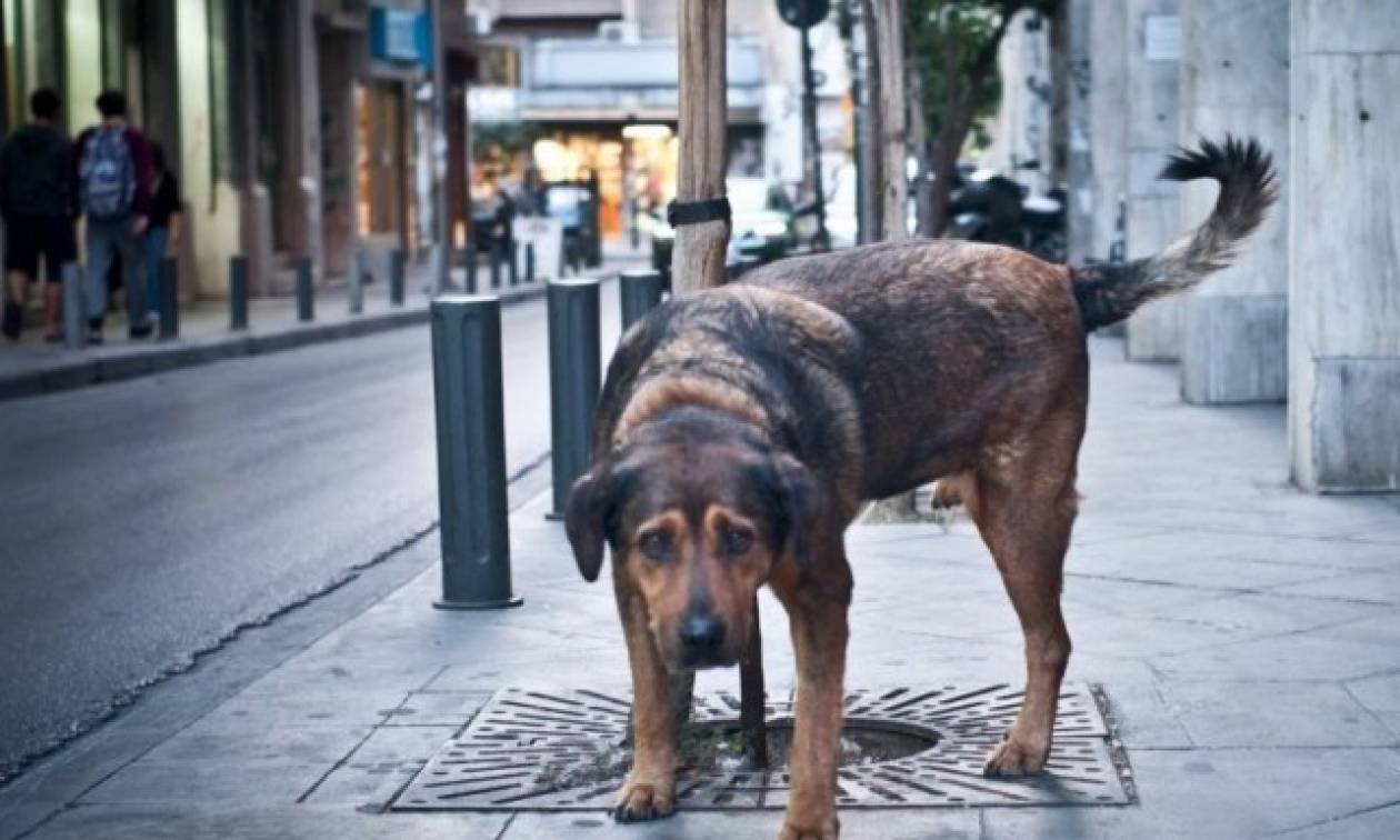 Αποζημίωση 1.000 ευρώ για δάγκωμα αδέσποτου σκύλου