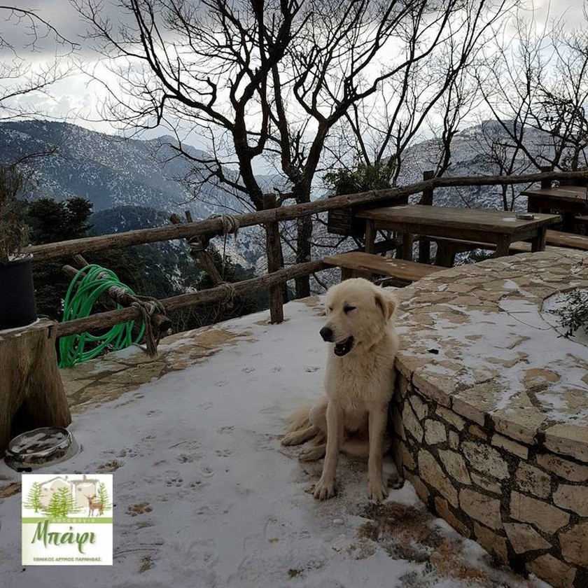 ΕΚΤΑΚΤΟ – Καιρός για χιόνια στην Αθήνα: Το «έστρωσε» στην Πάρνηθα – Δείτε φωτογραφίες 