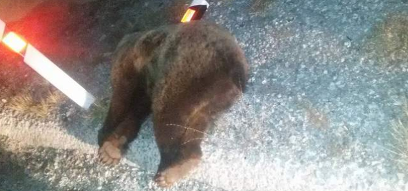 Σκληρές εικόνες: Φορτηγό συγκρούστηκε με αρκούδα στην Κοζάνη