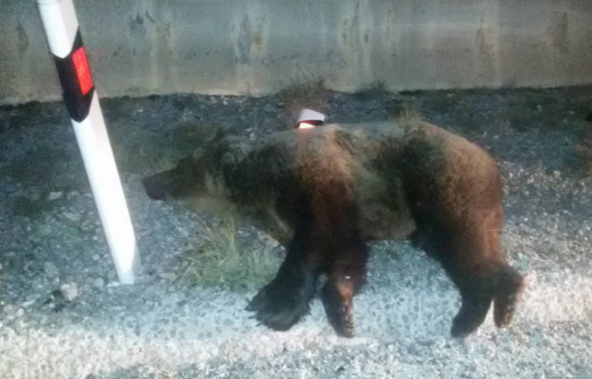 Σκληρές εικόνες: Φορτηγό συγκρούστηκε με αρκούδα στην Κοζάνη