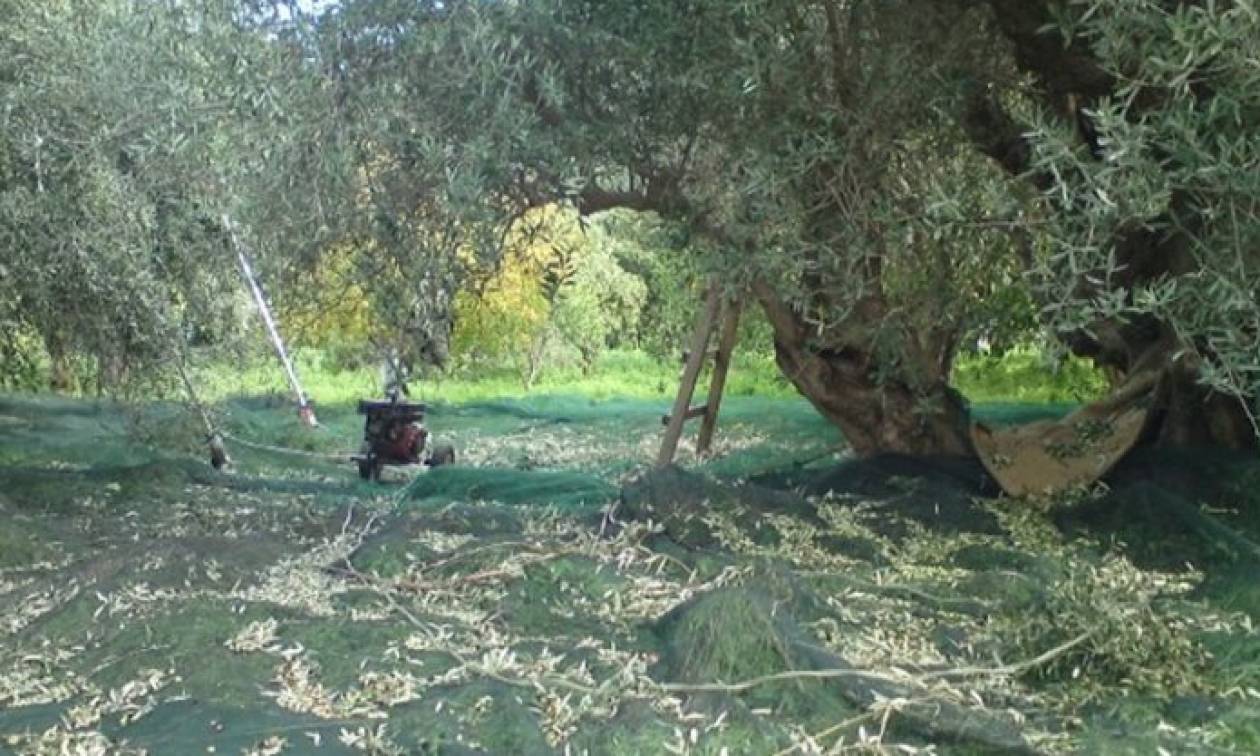 Επί ποδός οι Αρχές στην Κέρκυρα: Μυστηριώδης εξαφάνιση 32χρονου που δούλευε σε χωράφι