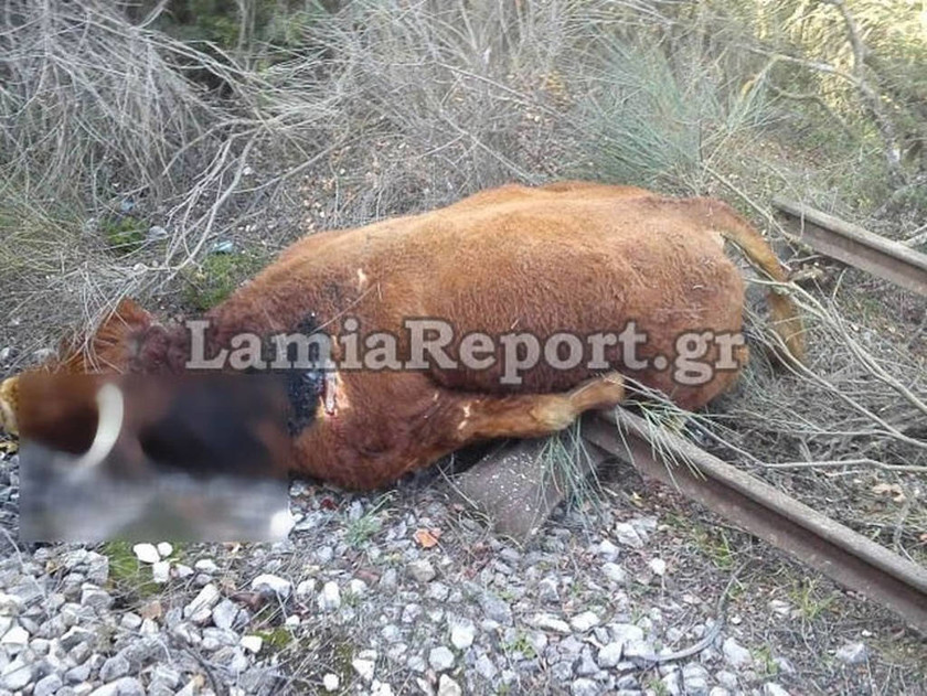 Τρένο που εκτελούσε το δρομολόγιο Αθήνα – Θεσσαλονίκη πάτησε αγελάδες (Σκληρές εικόνες)