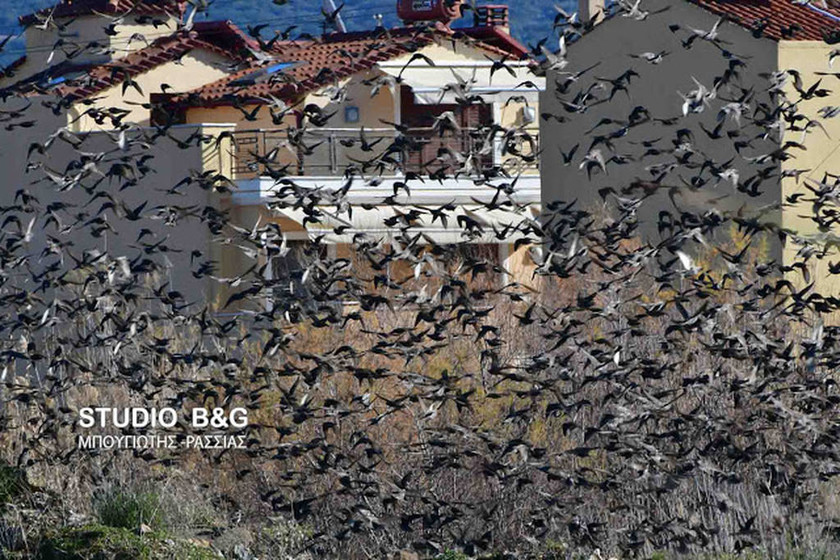 Ναύπλιο: Απίστευτο «σόου» έστησαν εκατοντάδες πουλιά - Μαγικές εικόνες