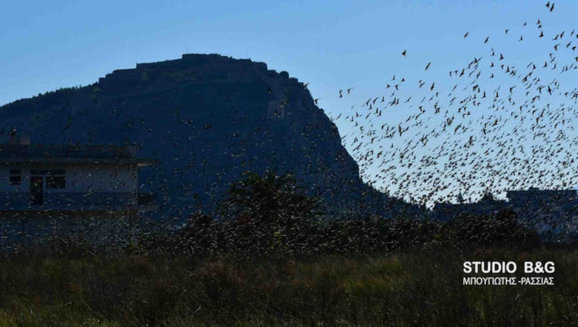 Ναύπλιο: Απίστευτο «σόου» έστησαν εκατοντάδες πουλιά - Μαγικές εικόνες