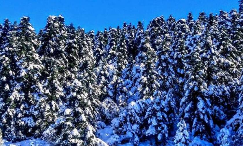 Χριστούγεννα 2017: Όμορφες εικόνες από τα χιονισμένα Καλάβρυτα