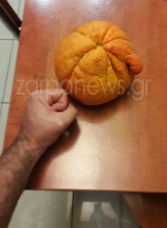 Πορτοκάλι - γίγας για Γκίνες σε περιβόλι των Χανίων