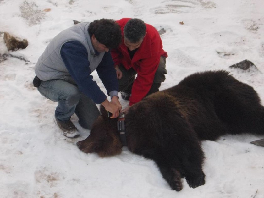 Νευροκόπι: Επιχείρηση απεγκλωβισμού αρκούδας από άδεια υδατοδεξαμενή (pics)