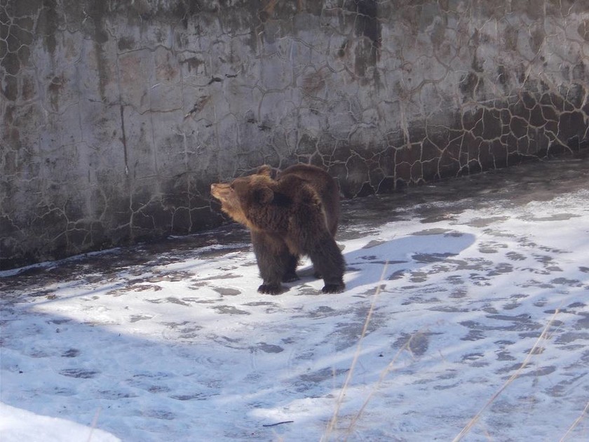Νευροκόπι: Επιχείρηση απεγκλωβισμού αρκούδας από άδεια υδατοδεξαμενή (pics)