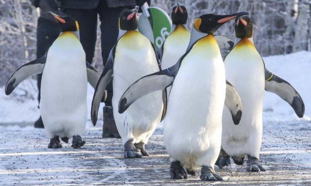 Πολικό ψύχος στον Καναδά: Ξέρεις ότι έχει κρύο όταν ακόμη και οι πιγκουίνοι δεν κάνουν «ρεβεγιόν»