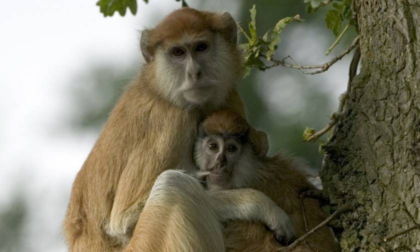 Φρικτός θάνατος για 13 μαϊμούδες σε ζωολογικό κήπο στη Βρετανία