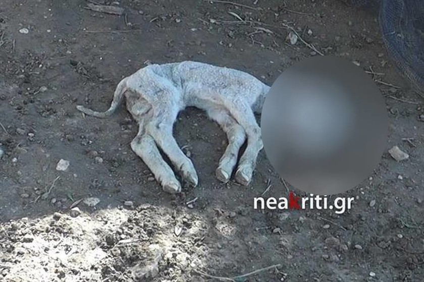 Νέα από Κρήτη: Αδέσποτα σκυλιά κατασπάραξαν κοπάδι προβάτων (πολύ σκληρές εικόνες)