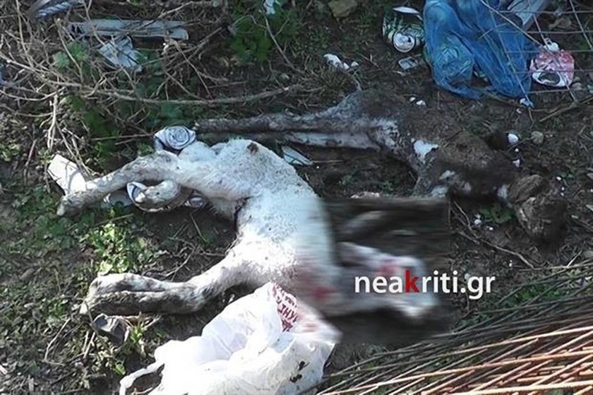 Νέα από Κρήτη: Αδέσποτα σκυλιά κατασπάραξαν κοπάδι προβάτων (πολύ σκληρές εικόνες)