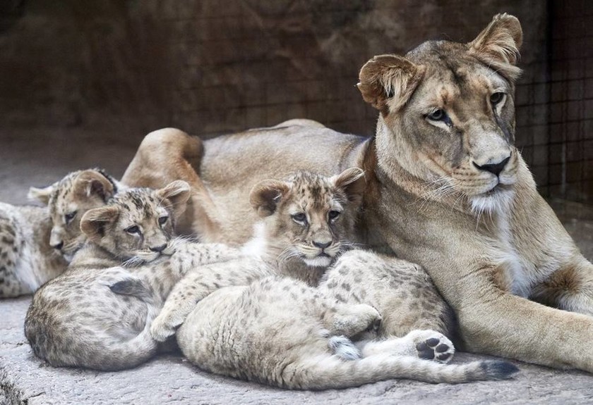 Αυτά είναι τα λιονταράκια που ήρθαν στον κόσμο λίγο πριν φύγει το 2017 (pics) 