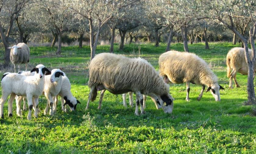 ΣΟΚ στη Μυτιλήνη: Μετανάστες έκλεψαν και έσφαξαν πρόβατα