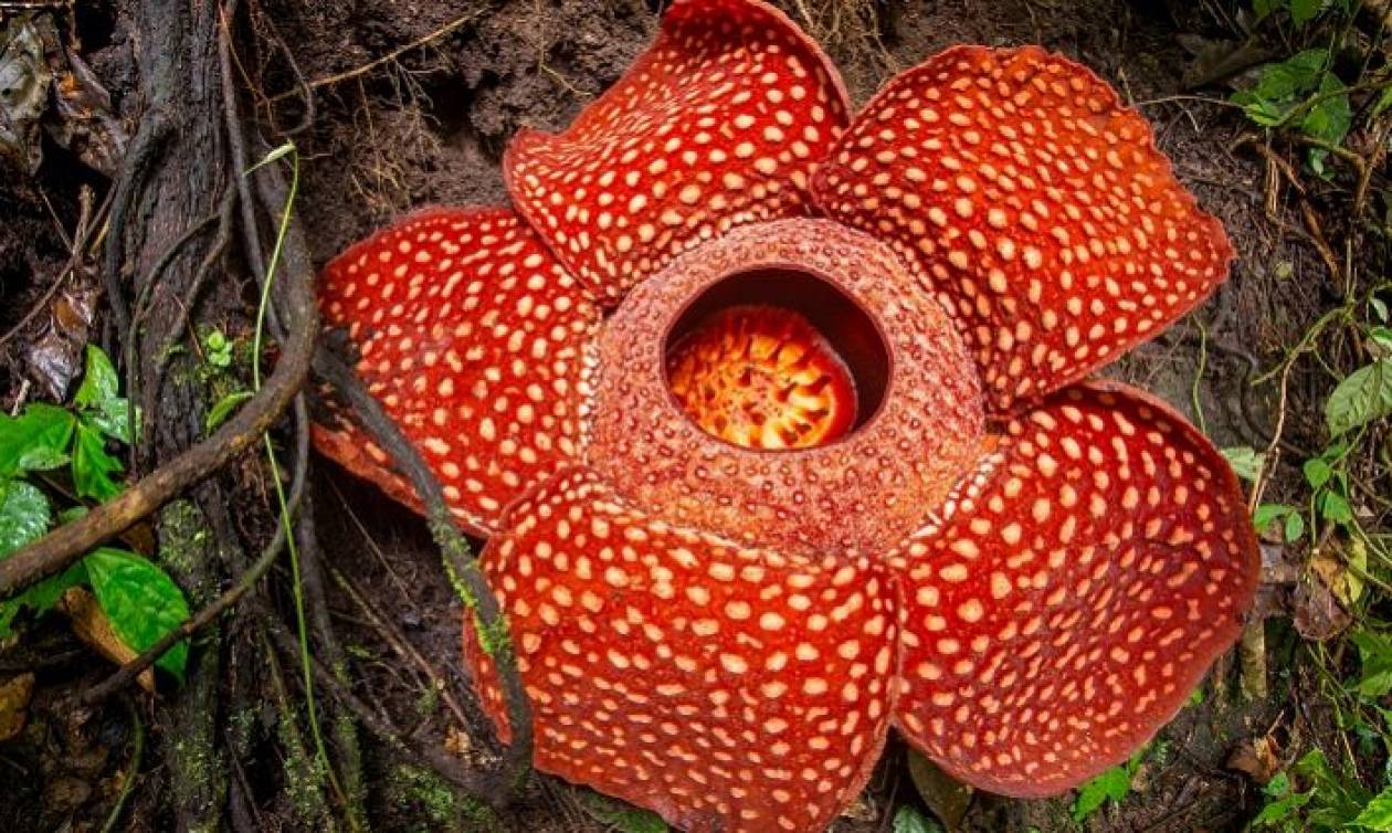 Rafflesia Arnoldii: Το ινδονησιακό φυτό που παράγει το μεγαλύτερο λουλούδι του κόσμου