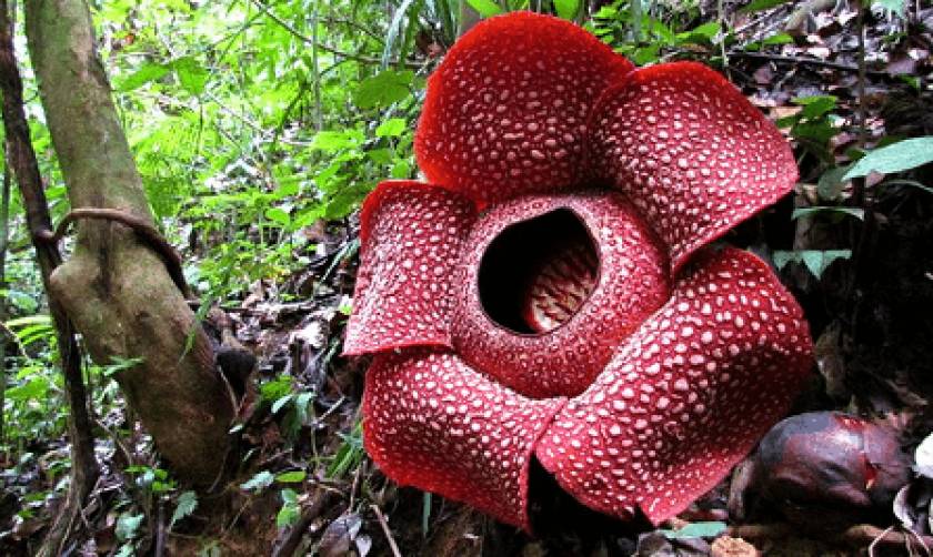Rafflesia Arnoldii: Όσα πρέπει να ξέρετε για το ινδονησιακό φυτό