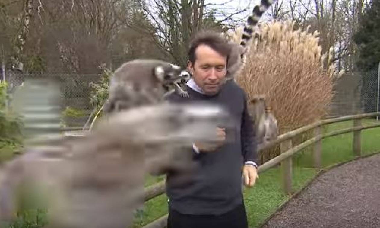 Επικό βίντεο: Δημοσιογράφος του BBC δέχεται επίθεση από λεμούριους ενώ παρουσιάζει ρεπορτάζ!