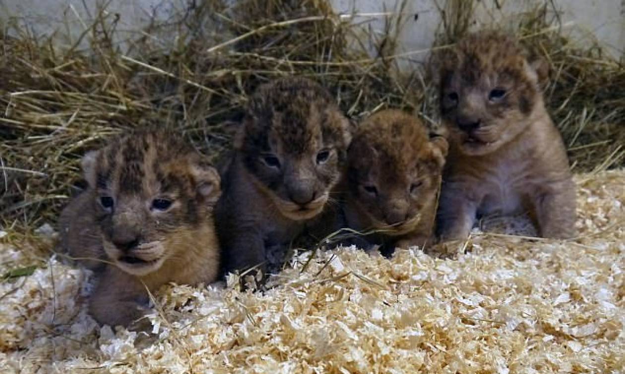Έγκλημα σε ζωολογικό κήπο: Θανάτωσαν 9 υγιέστατα λιονταράκια