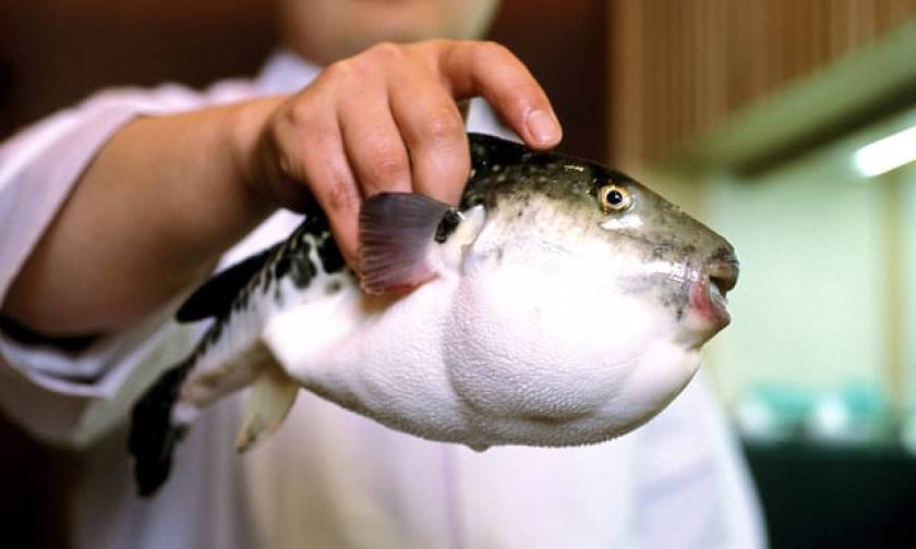 Ιαπωνία: Συναγερμός στις Αρχές - Πούλησαν κατά λάθος σε σούπερ μάρκετ δηλητηριώδες ψάρι